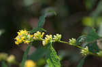 Ouachita Mountain goldenrod